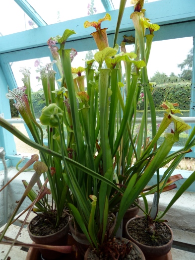 Pitcher Plants at Down House