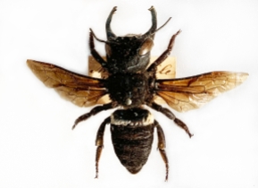 Wallace's Giant Bee